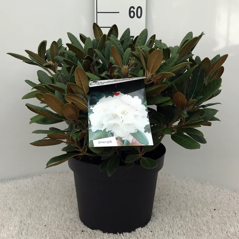 Rhododendron (Y) 'Porzellan' C10 (10 liters kruka) 30-40 cm