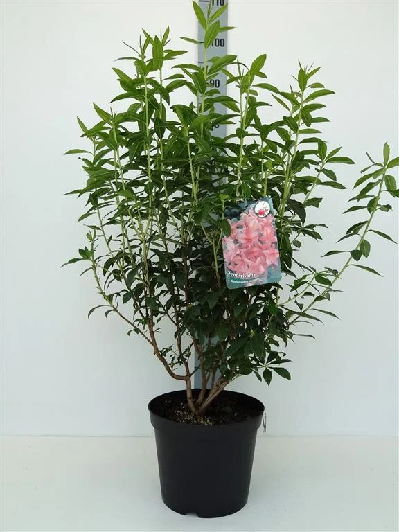 Rhododendron 'Pennsylvania' C5 (5 liters kruka) 40-50 cm