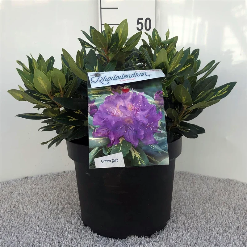 Rhododendron 'Goldflimmer' 30-40 cm, C5 (5 liters kruka)