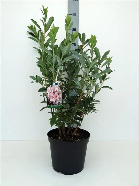 Rhododendron (AV) 'Soir de Paris' 30-40 cm, C5 (5 liters kruka)