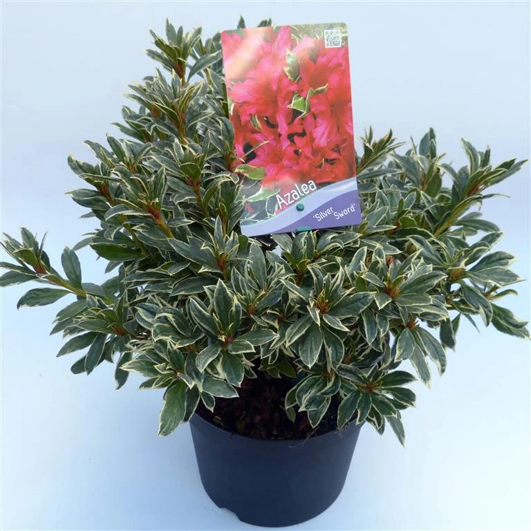 Rhododendron (AJ) 'Silver Sword' C3 (3 liters kruka) 30-35 cm