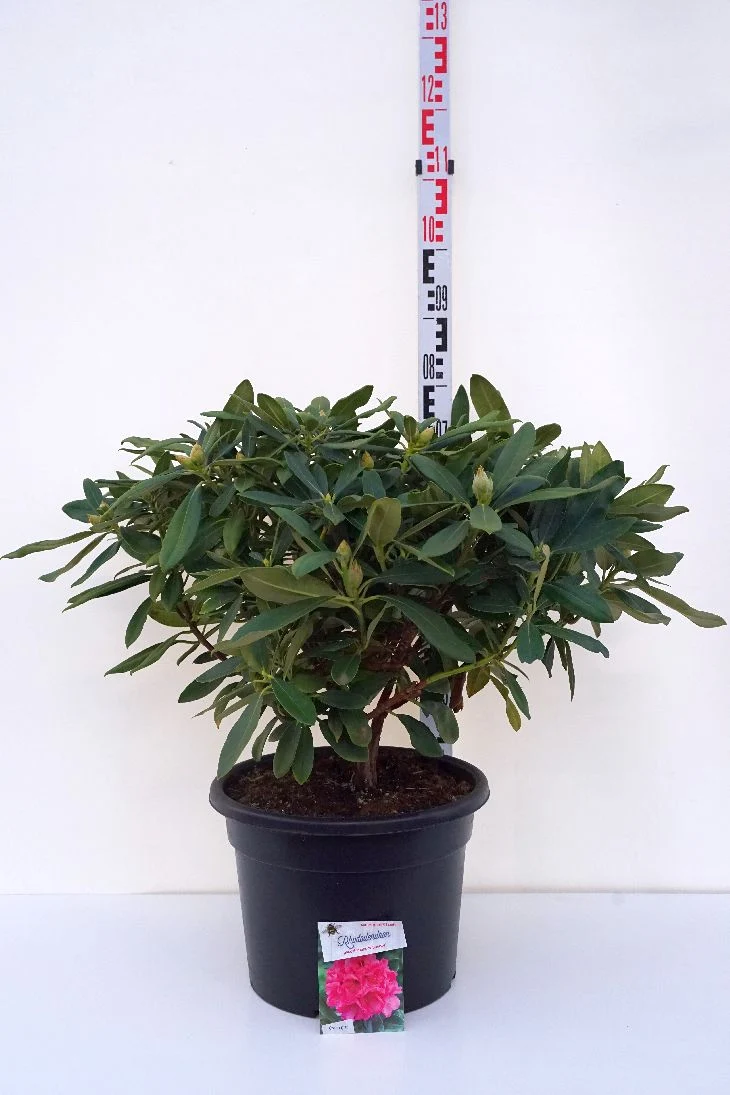 Rhododendron (Y) 'Sneezy' C20 (20 liters kruka) 40-50 cm