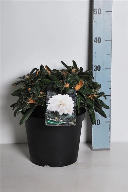 Rhododendron (Y) 'Schneekissen' C5 (5 liters kruka) 25-30 cm