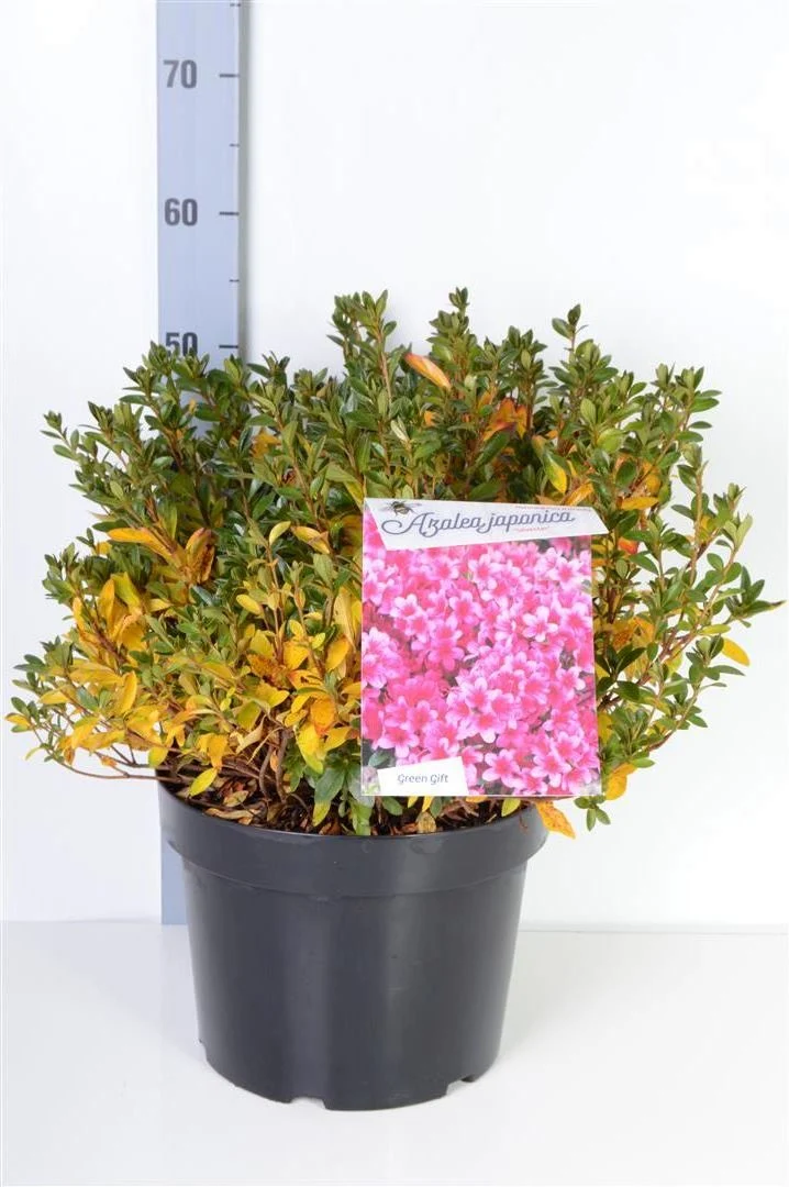 Rhododendron (AJ) 'Silvester' C40 (40 liters kruka) 70-80 cm