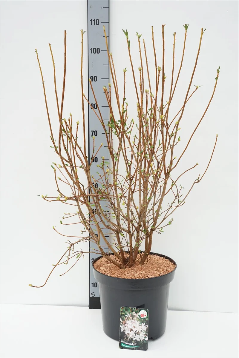 Rhododendron (AK) 'Sommerduft' C5 (5 liters kruka) 40-50 cm