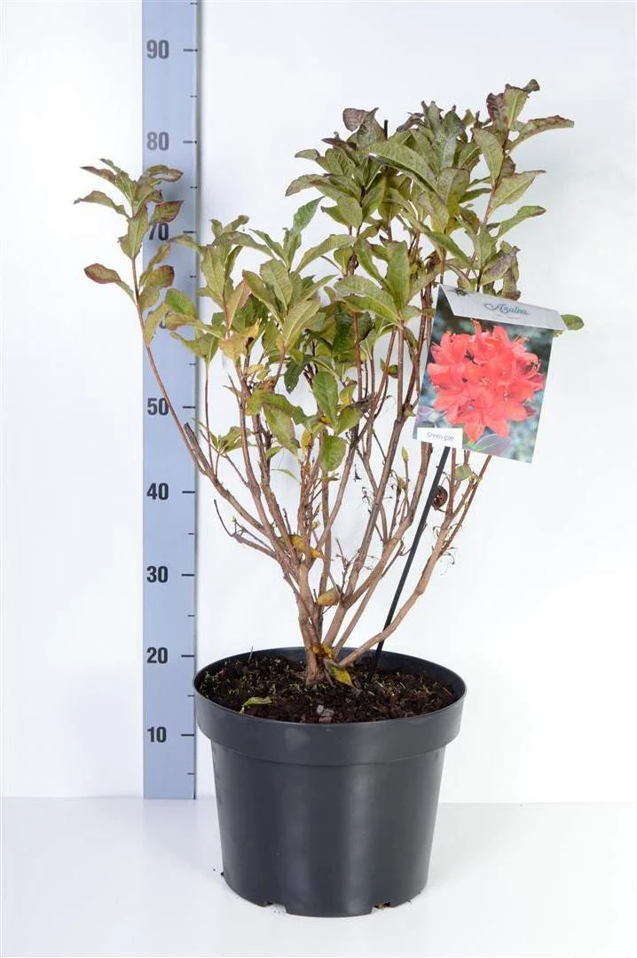 Rhododendron (AK) 'Satan' C10 (10 liters kruka) 40-50 cm