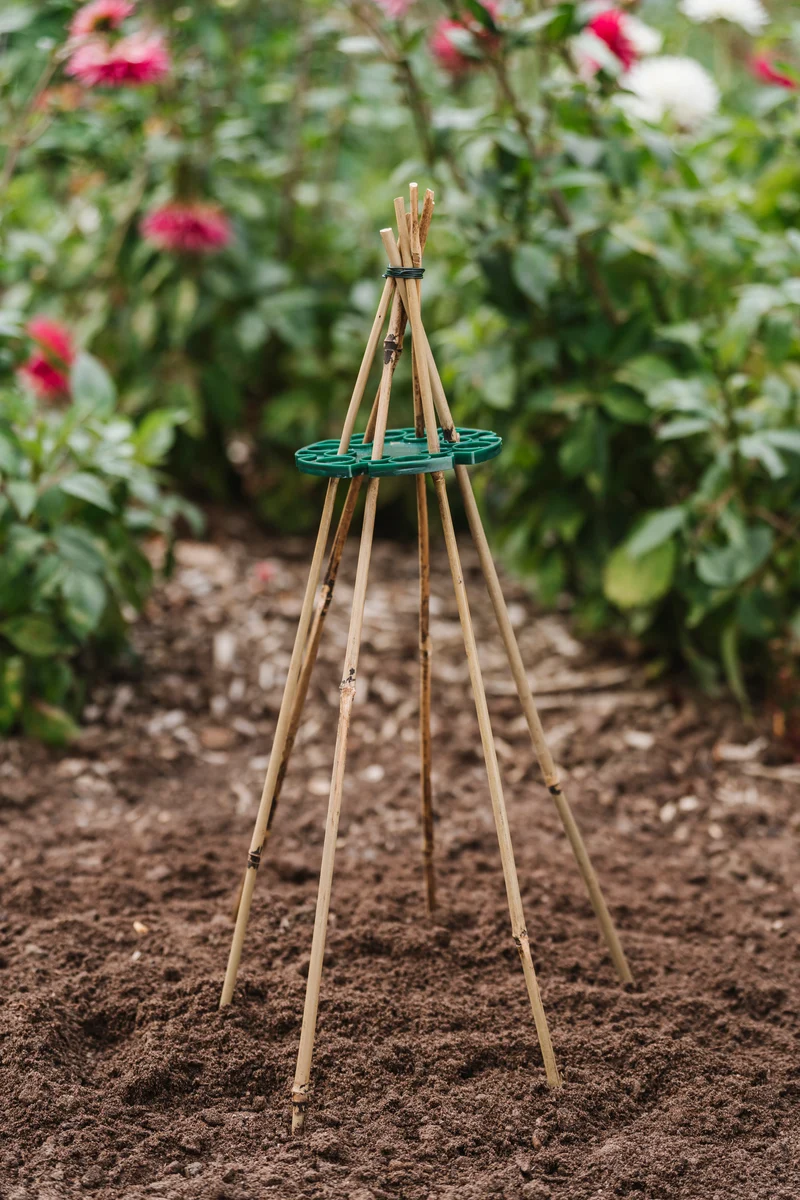 Växtstöd Bambupinne 60cm - 20st