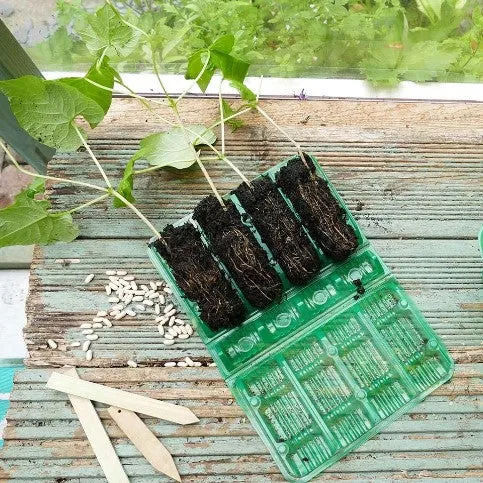 Pluggset Visiroot Djup '4 celler' 12st