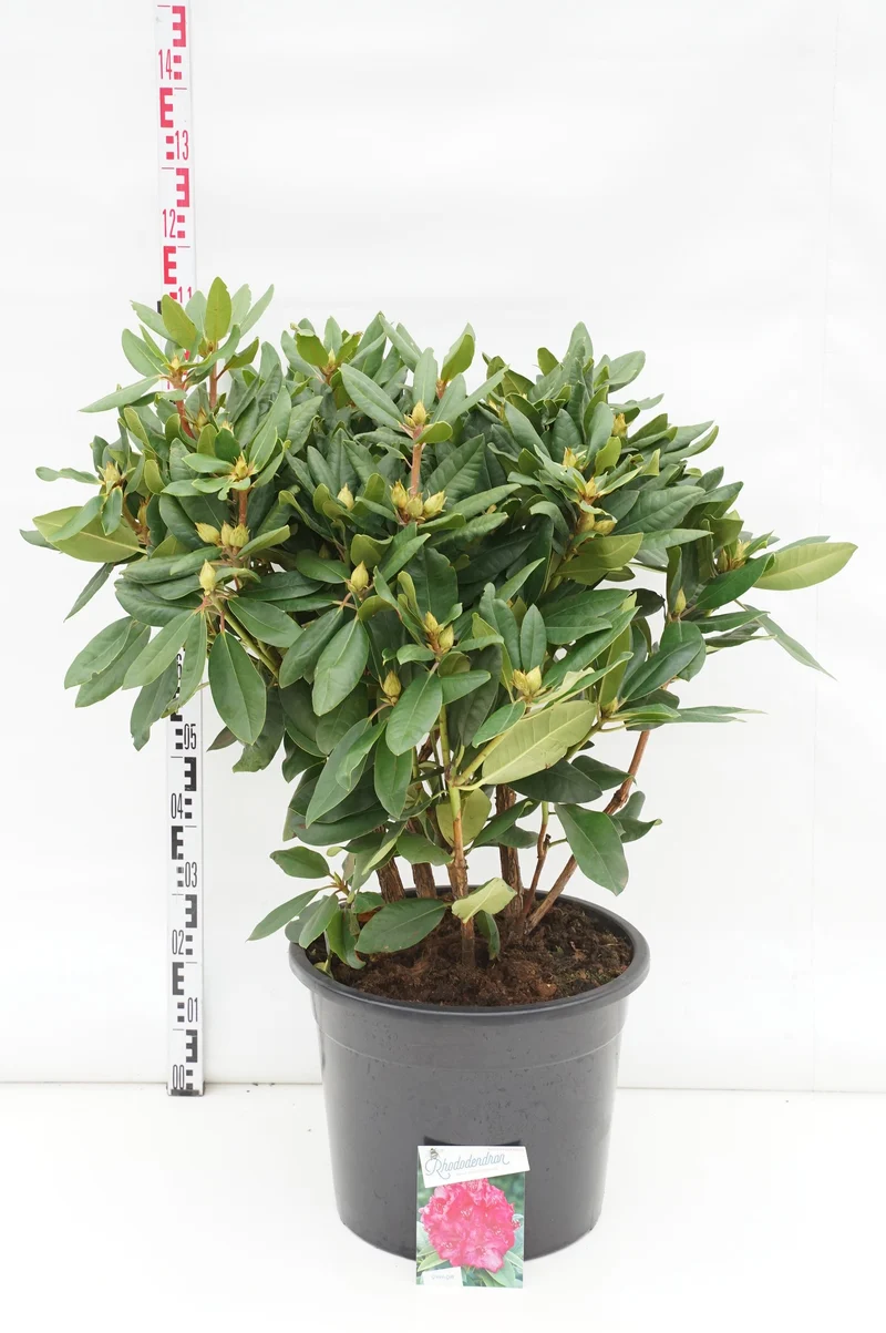 Rhododendron 'P. American Beauty' C30 (30 liters kruka) 70-80 cm
