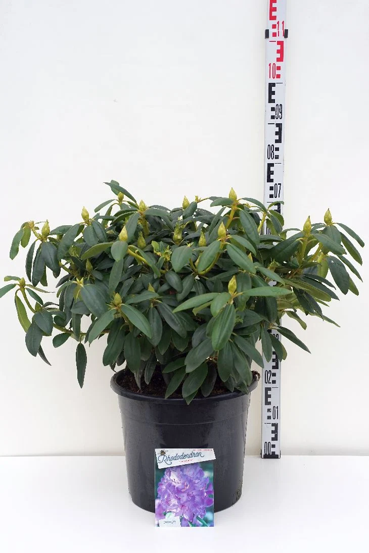 Rhododendron 'Everestianum' C30 (30 liters kruka) 70-80 cm