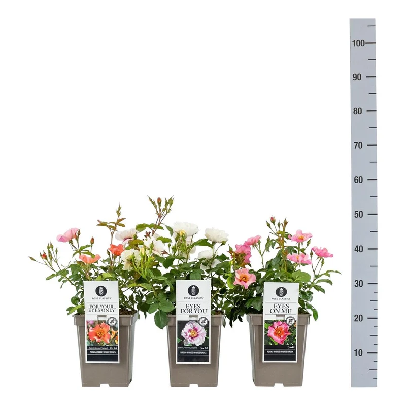 Rosa (Persica-rosor) i sorter - C5 (5 liters kruka)