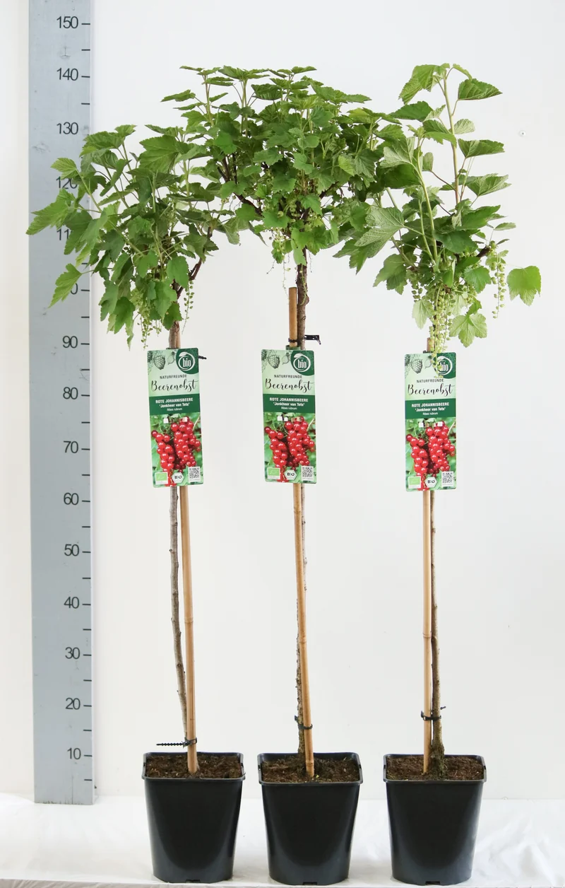 Ribes r. 'Jonkheer van Tets' C3 (3 liters kruka) 30-40 cm