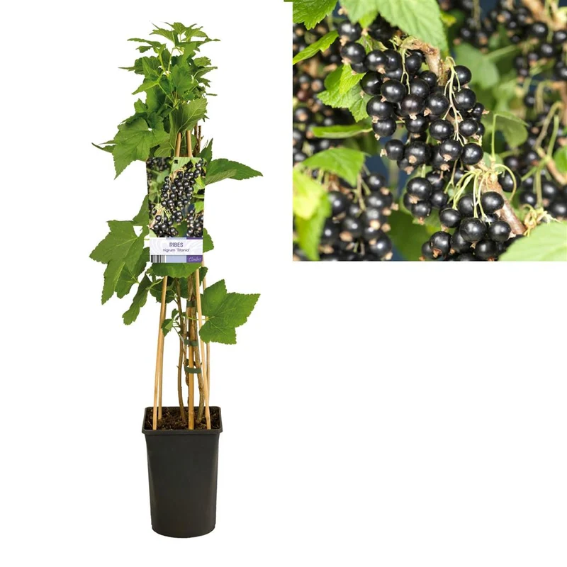 Ribes nigrum 'Titania' C2,5 (2,5 liters kruka) 70 cm