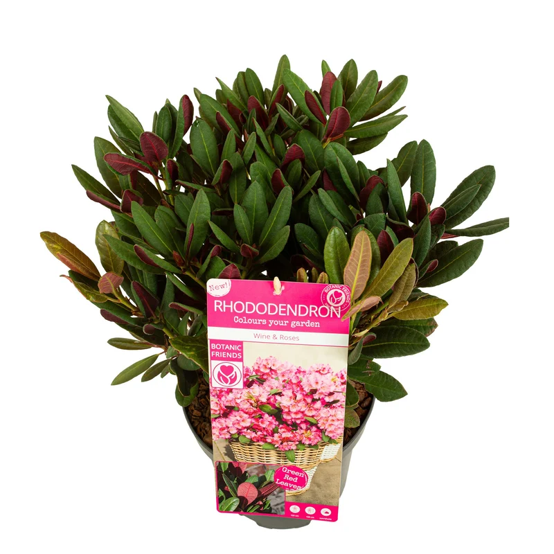 Rhododendron 'Wine & Roses' C5 (5 liters kruka) 30-40 cm