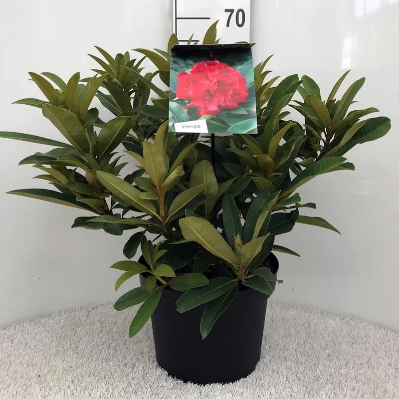 Rhododendron 'Wilgen's Ruby' C10 (10 liters kruka) 50-60 cm