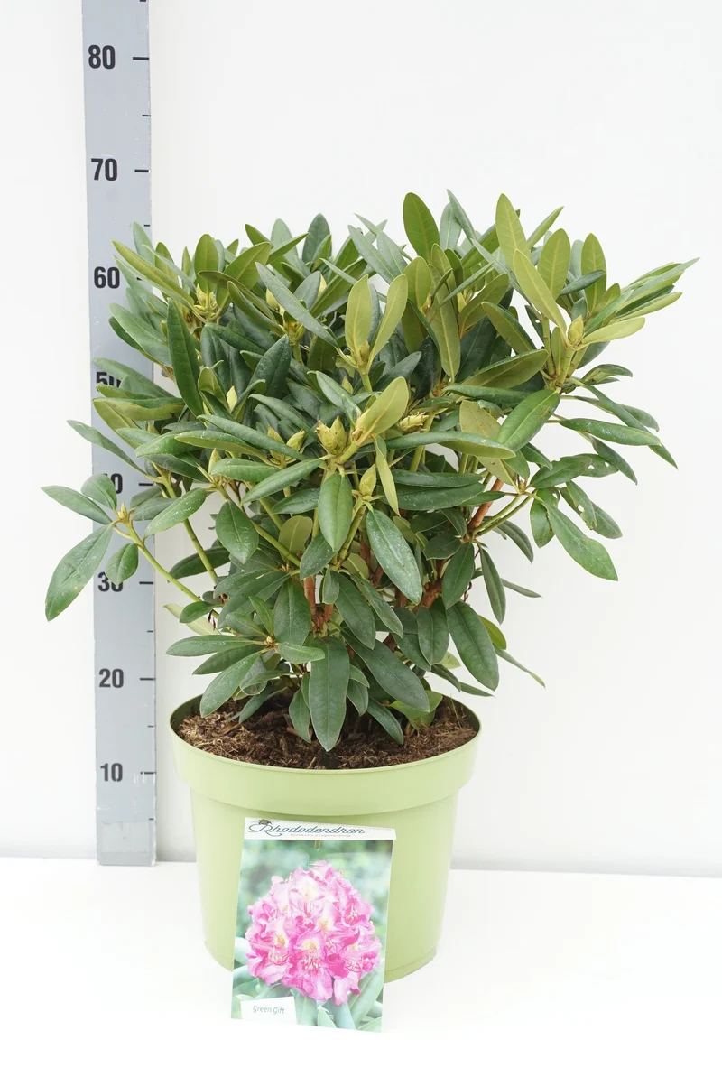 Rhododendron (Y) 'Bohlkens Lupinenberg' C10 (10 liters kruka) 40-50 cm