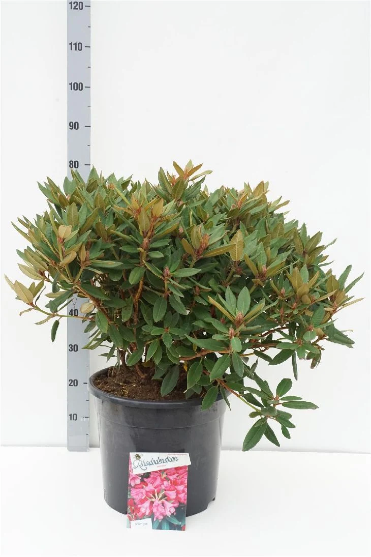 Rhododendron 'Winsome' C30 (30 liters kruka) 60-70 cm