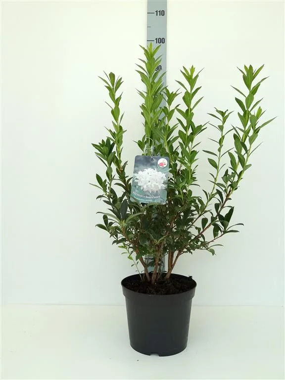 Rhododendron 'Weston's Innocence' C5 (5 liters kruka) 40-50 cm
