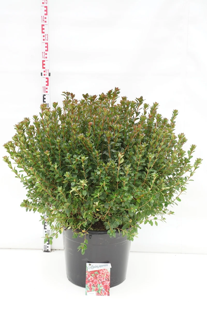 Rhododendron (AJ) 'Stewartstonian' C10 (10 liters kruka) 40-50 cm