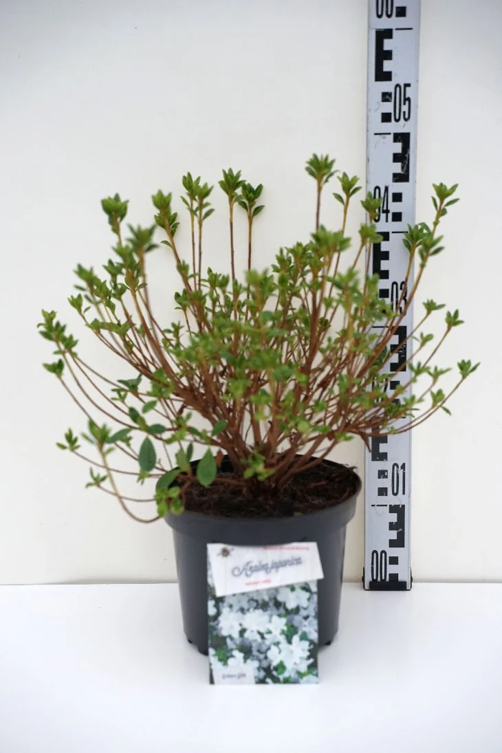 Rhododendron (AJ) 'White Lady' C40 (40 liters kruka) 70-80 cm
