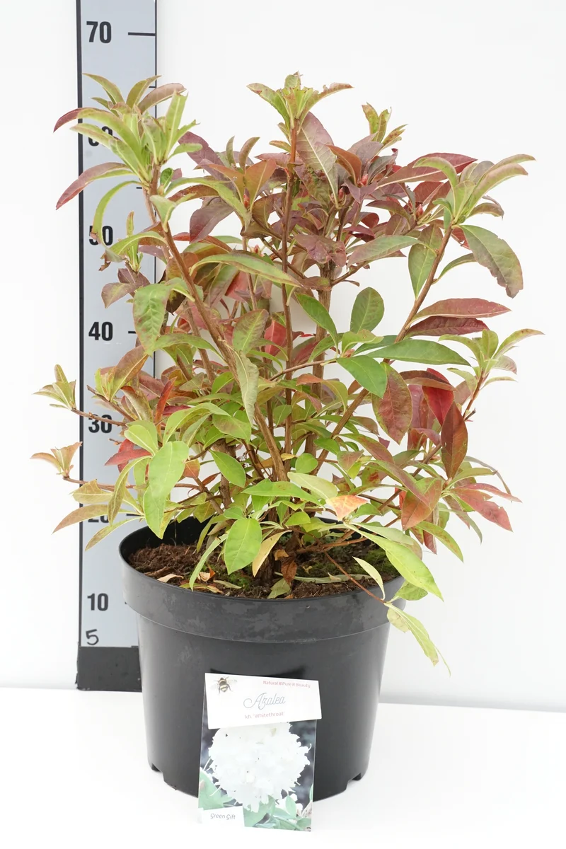 Rhododendron (AK) 'Whitethroat' C20 (20 liters kruka) 40-50 cm