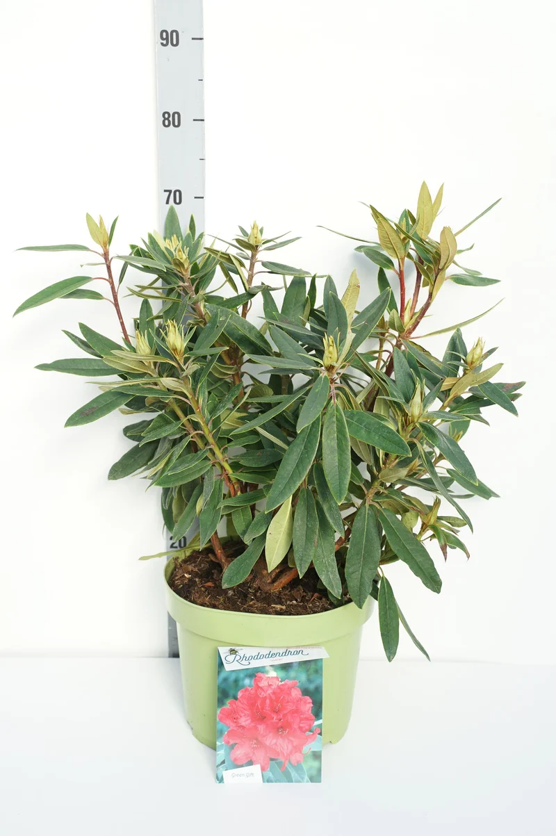 Rhododendron 'Vulcan' C10 (10 liters kruka) 40-50 cm