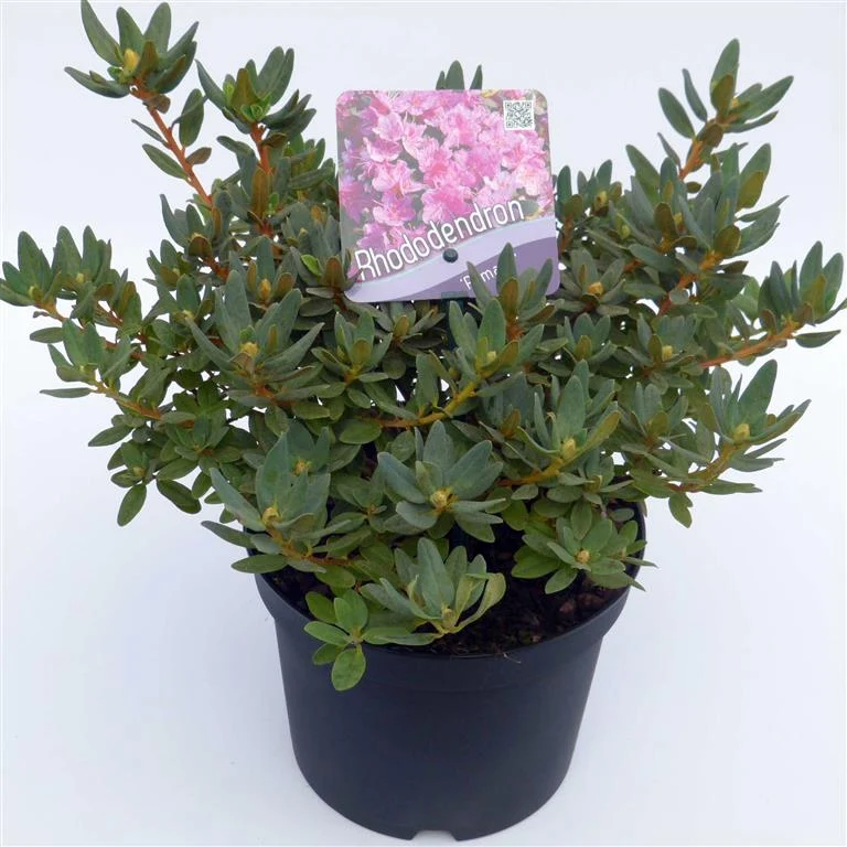 Rhododendron 'Ramapo' C2 (2 liters kruka) 20-25 cm