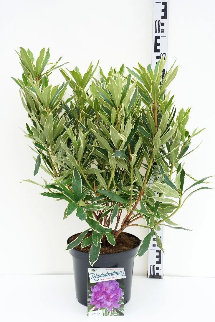 Rhododendron pont. 'Variegatum' C5 (5 liters kruka) 35+ cm