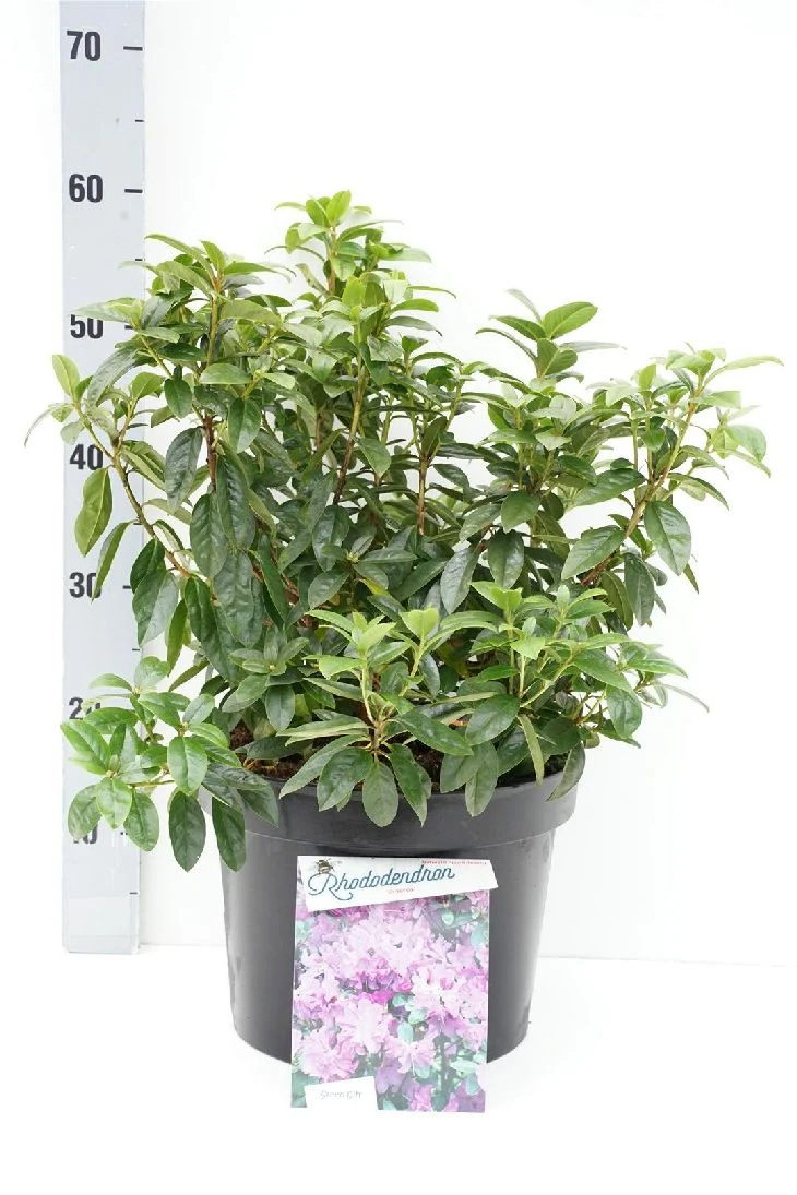 Rhododendron 'Praecox' C10 (10 liters kruka) 40-50 cm