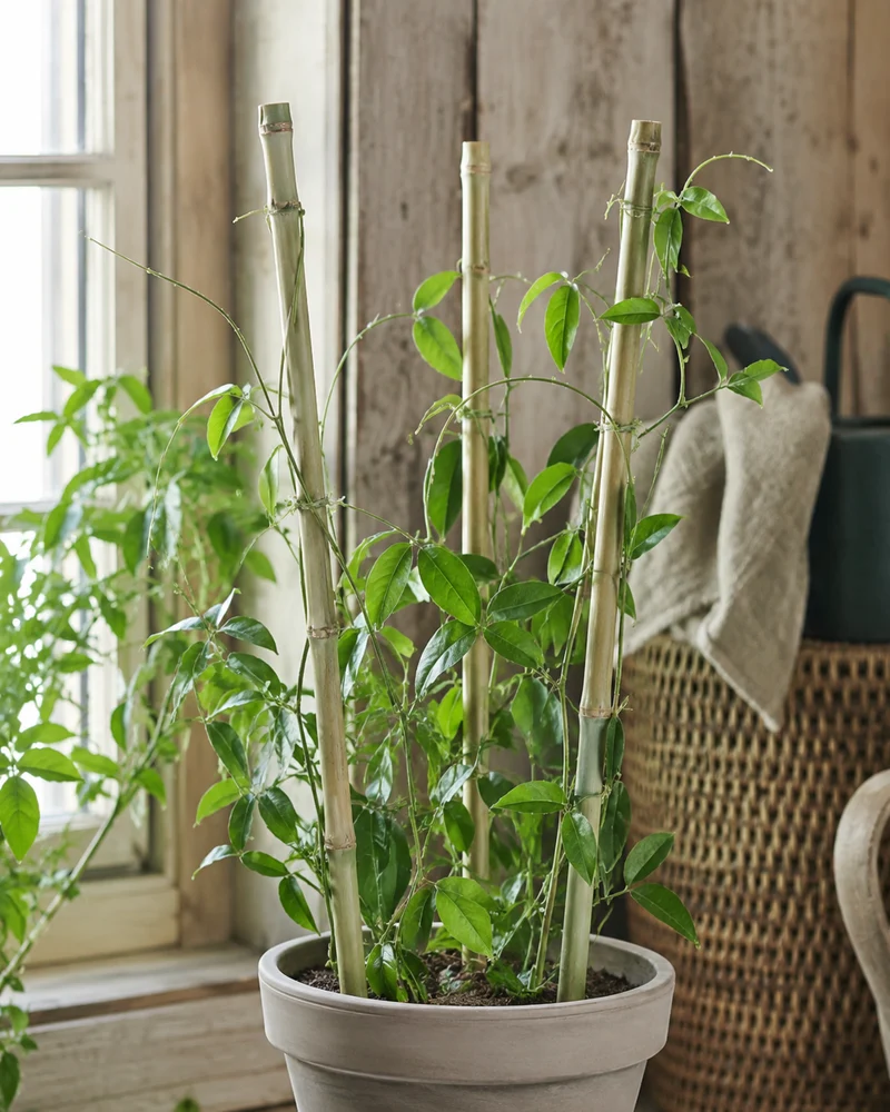Växtstöd Bambupinne 60cm - 5st