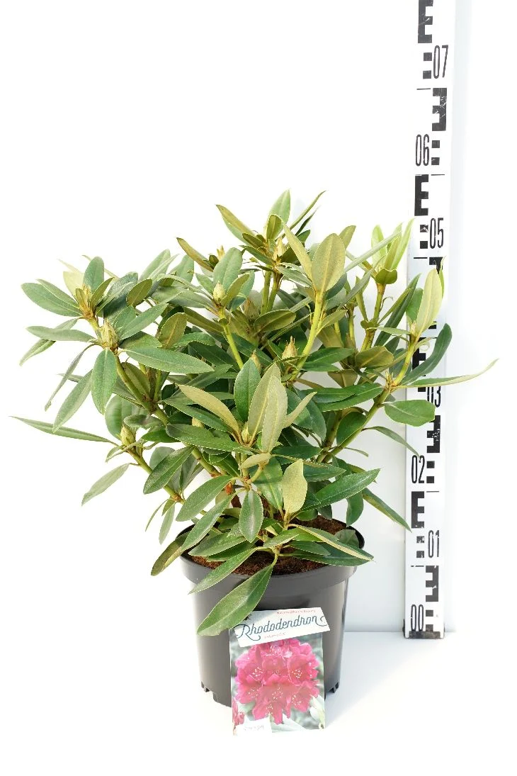 Rhododendron 'Polarnacht' C20 (20 liters kruka) 60+ cm