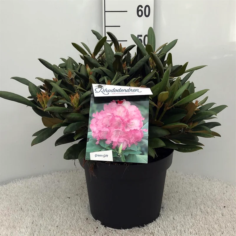 Rhododendron (Y) 'Polaris' C5 (5 liters kruka) 30-40 cm