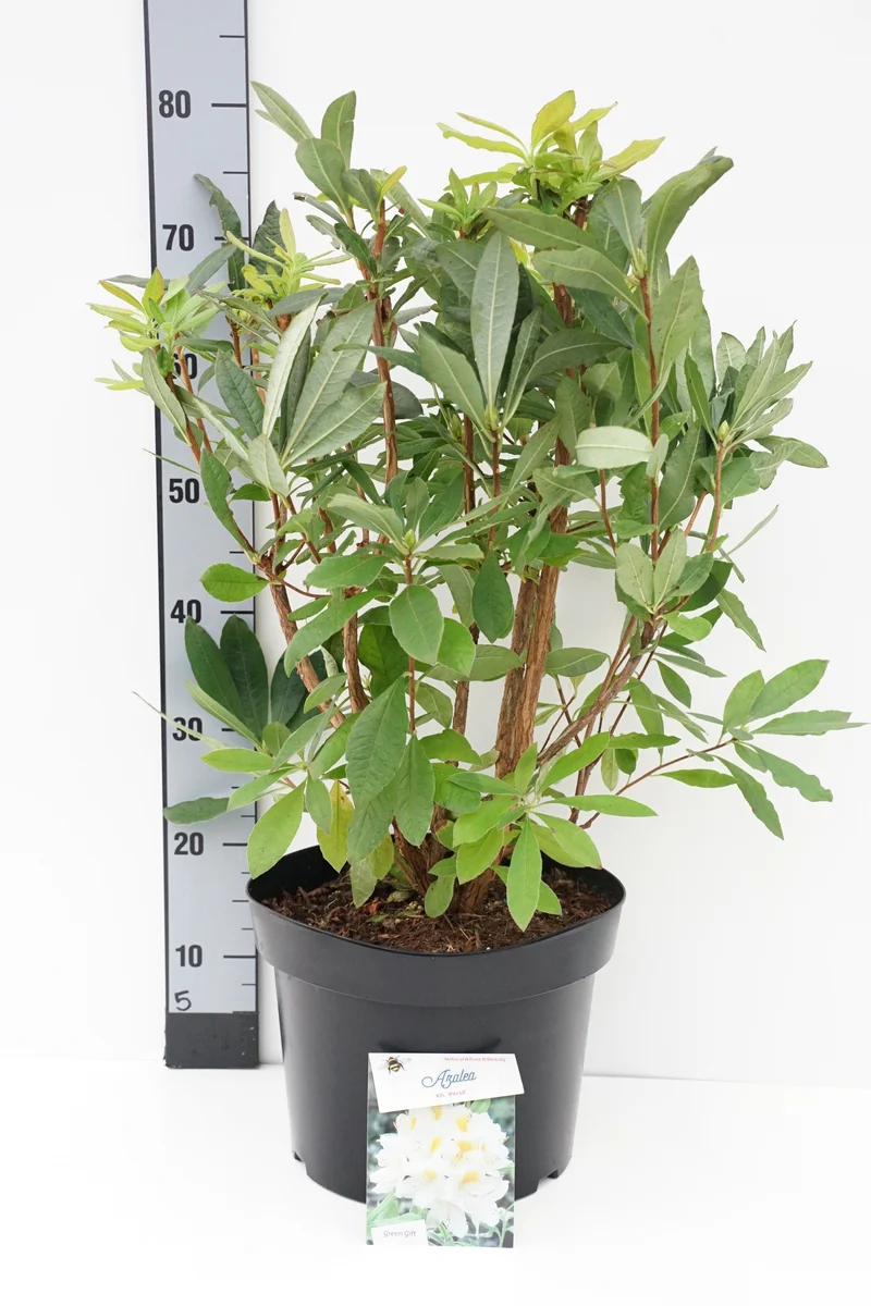 Rhododendron (AK) 'Persil' C20 (20 liters kruka) 50-60 cm