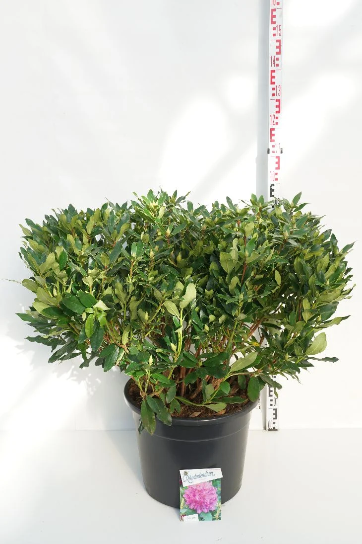 Rhododendron ponticum C40 (40 liters kruka) 80-100 cm