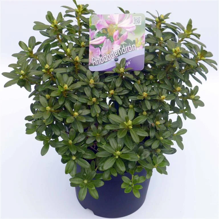 Rhododendron 'Snipe' C5 (5 liters kruka), 30+ cm