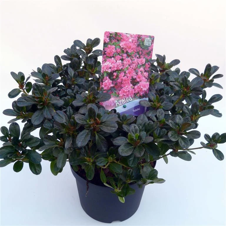 Rhododendron (AJ) 'Rokoko' C2 (2 liters kruka) 15-20 cm