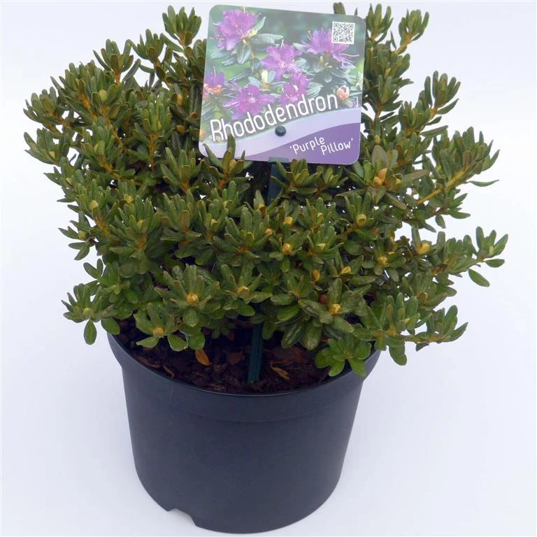 Rhododendron 'Purple Pillow' C5 (5 liters kruka) 30+ cm