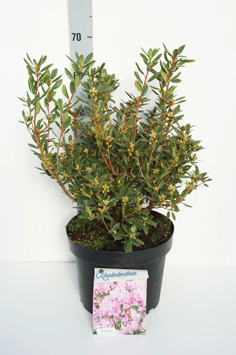 Rhododendron 'Pintail' C10 (10 liters kruka) 40-50 cm