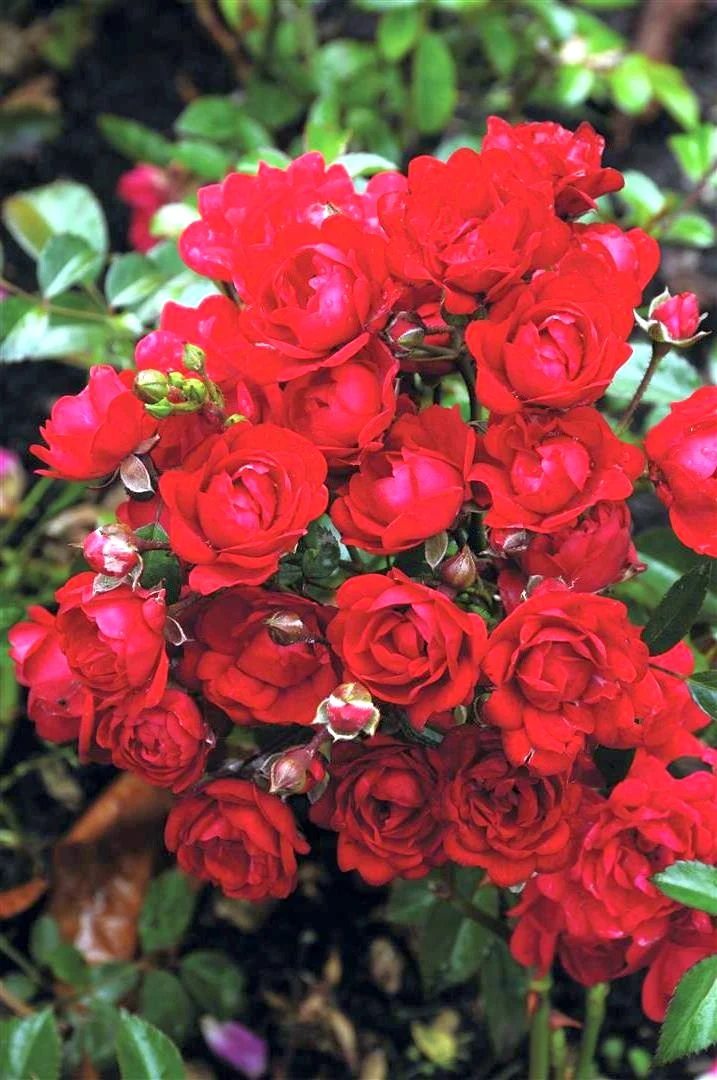 Stamros Rosa 'Fairy King' 70 cm stam - C7,5 (7,5 liters kruka)