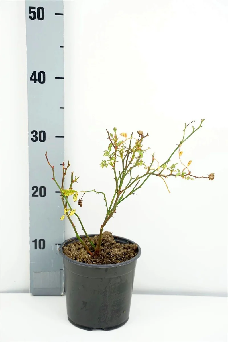 Rosa (P) 'The Fairy' C1,5 (1,5 liters kruka)