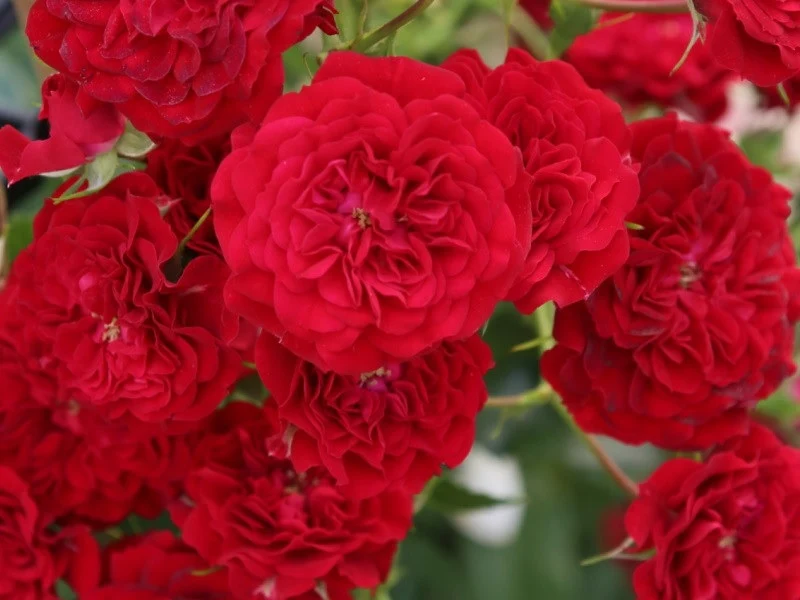 Rosa (K) 'Crimson Siluetta'® C3 (3 liters kruka)