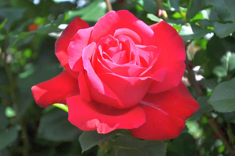 Rosa 'Dame de Coeur' - 110 cm stam (barrotad)