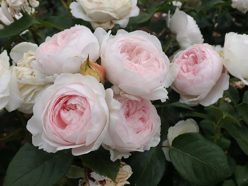 Rosa 'Herzogin Christiana' Stamros 90 cm - C7,5 (7,5 liters kruka)