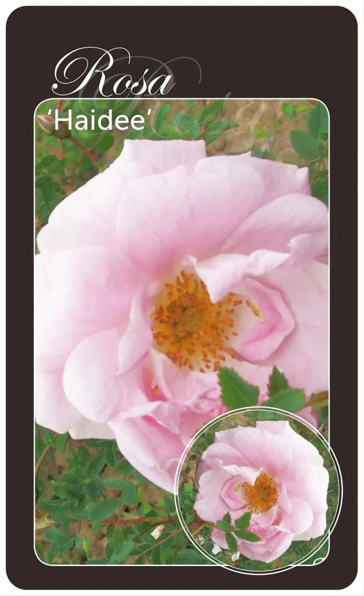 Rosa (H) 'Haidee' - Barrotad, A-kvalitet
