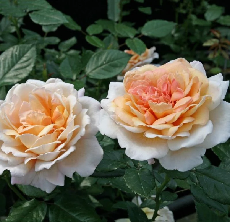 Rosa (TH) 'Großherzogin Luise'® C5 (5 liters kruka)