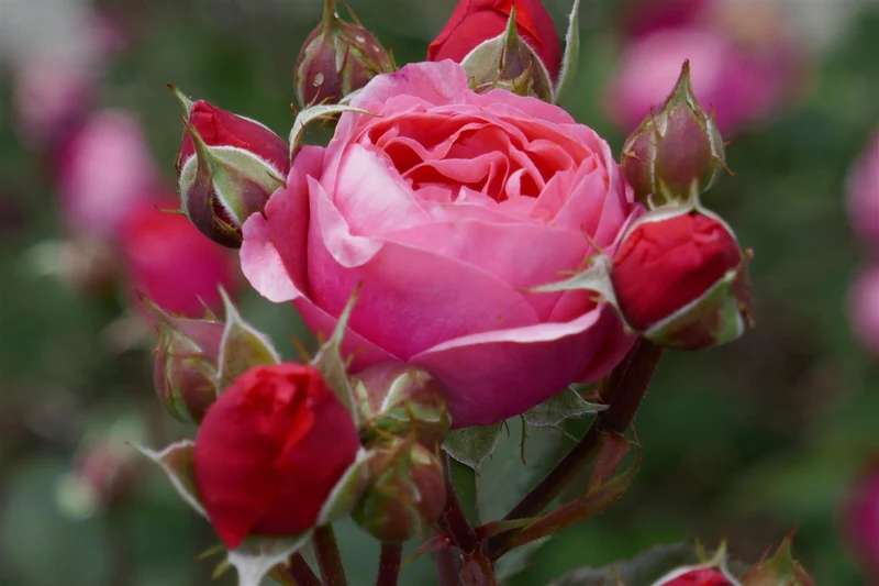 Rosa (F) 'Gartenprinzessin Marie-José'® 90 cm stam C7,5 (7,5 liters kruka)