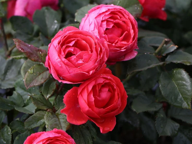 Rosa (F) 'Gartenprinzessin Marie-José'® C3 (3 liters kruka)