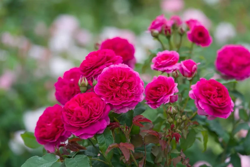 Rosa 'Gabriel Oak' C3 (3 liters kruka)