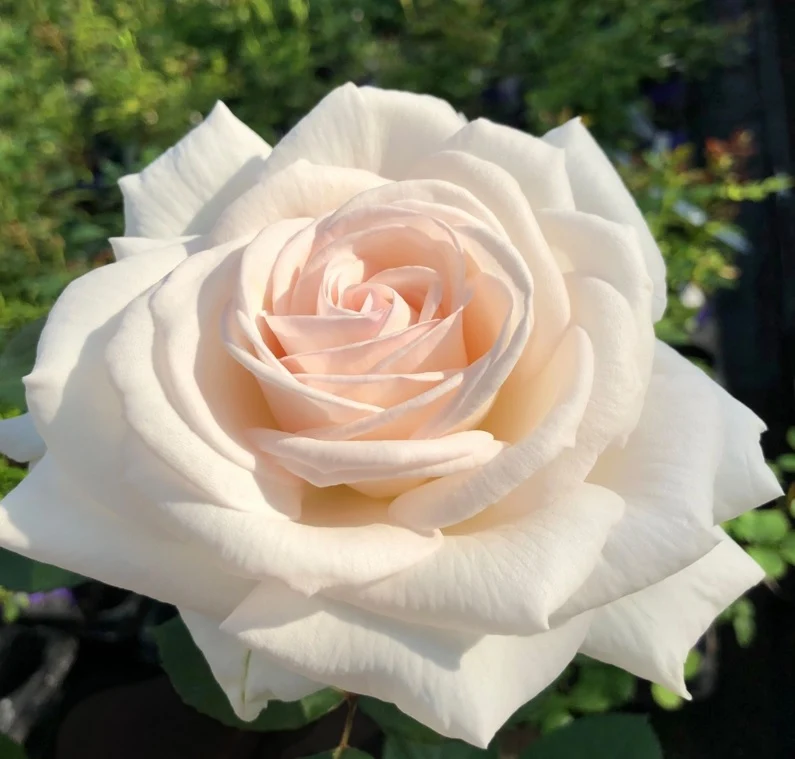 Rosa 'Gräfin Elke zu Rantzau' - 90 cm stam, C7,5 (7,5 liters kruka)