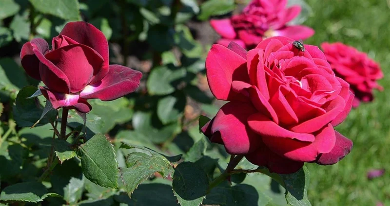 Rosa (F) 'Grafin Diana' C5 (5 liters kruka) / 23 cm kruka